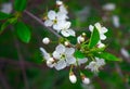 Close photo of a cherry flower. white petals, yellow stamens, green leaves Royalty Free Stock Photo