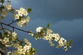 Close photo of a cherry flower. white petals, yellow stamens, green leaves. lush flowering in spring against a thundercloud Royalty Free Stock Photo