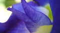 Close photo of Clitoria ternatea Royalty Free Stock Photo