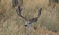 A close photo of a large mule deer buck laying in the tall grass. Royalty Free Stock Photo