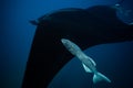 Close photo of the manta ray with attached fish Royalty Free Stock Photo