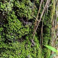 close photo of moss attached to tree trunks in the forest