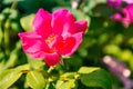Close photo of a pink or red flower maybe a rose Royalty Free Stock Photo