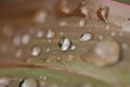 close photo of rainwater stuck to the leaves