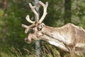 Reindeer at the Arctic Circle Royalty Free Stock Photo