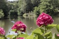 Close photo of a single flower of Hydrangea macrophylla pink plant. Royalty Free Stock Photo