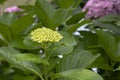 Close photo of a single flower of Hydrangea macrophylla pink plant. Royalty Free Stock Photo