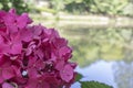 Close photo of a single flower of Hydrangea macrophylla pink plant. Royalty Free Stock Photo