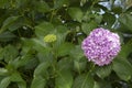 Close photo of a single flower of Hydrangea macrophylla pink plant. Royalty Free Stock Photo