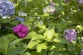 Close photo of a single flower of Hydrangea macrophylla pink plant. Royalty Free Stock Photo