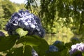 Close photo of a single flower of Hydrangea macrophylla pink plant. Royalty Free Stock Photo