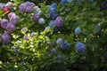 Close photo of a single flower of Hydrangea macrophylla pink plant. Royalty Free Stock Photo