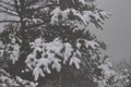 Snow covered pine tree green leaves Royalty Free Stock Photo