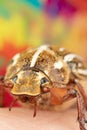 Close photo of a Ten Lined June Beetle Junebug With Strange Looks, Details, and a Duck bill that squeaks