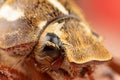 Close photo of a Ten Lined June Beetle Junebug With Strange Looks, Details, and a Duck bill that squeaks