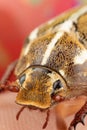 Close photo of a Ten Lined June Beetle Junebug With Strange Looks, Details, and a Duck bill that squeaks