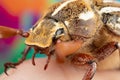 Close photo of a Ten Lined June Beetle Junebug With Strange Looks, Details, and a Duck bill that squeaks