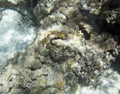 A close photo of a tridacna clam