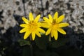 Lesser celandines