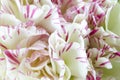 Close photograph of a carnation flower.
