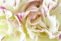 Close photograph of a carnation flower.