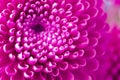 Close photograph of a flower. Macro photography.