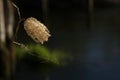 Close photos of insect cocoon river on the background of water.