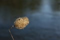Close photos of insect cocoon river on the background of water.