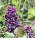 Close picture of blue bugle flower