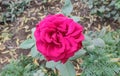 Photo of Pink rose flower in garden is beauty. Royalty Free Stock Photo