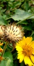 Close picture of dry flower