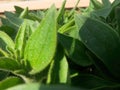 Close picture of leaves