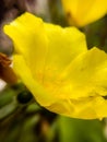 close picture of a yellow colour flower in the garden