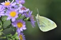 Close on pieride butterfly feeding pink aster flowers Royalty Free Stock Photo