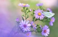 Close on pieride butterfly gathering pink aster flowers Royalty Free Stock Photo