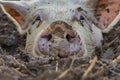 close of a pigs eyes peeking through mud Royalty Free Stock Photo