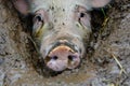 close of a pigs eyes peeking through mud Royalty Free Stock Photo