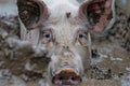 close of a pigs eyes peeking through mud Royalty Free Stock Photo