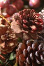 Close pine cones Royalty Free Stock Photo