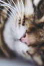 Close on the pink nose of a little tabby cat - Cute cat nose
