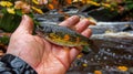 A close plan for a barbel, where each wing and Usik is an excellent example of natural evolution Royalty Free Stock Photo