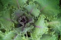 Close point of view of fresh green curly kale vegetable organic in the garden, Selective focus