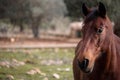 Close portarit of a a brown horse looking aside in a field with olive trees in the back Royalty Free Stock Photo