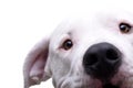 Close portrait of an adorable Dogo Argentino Royalty Free Stock Photo