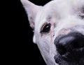 Close portrait of an adorable Dogo Argentino looking curiously at the camera Royalty Free Stock Photo