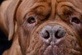 Close portrait of an adorable Dogue de Bordeaux