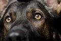 Close portrait of an adorable German Shepherd dog looking curiously Royalty Free Stock Photo