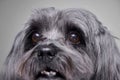 Close portrait of an adorable havanese dog