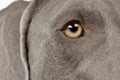 Close portrait of an adorable Weimaraner Royalty Free Stock Photo