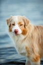 close Portrait of Australian shepherd dog stay on water